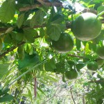 Wat voor fruit is dit? Lijkt mega granny smith